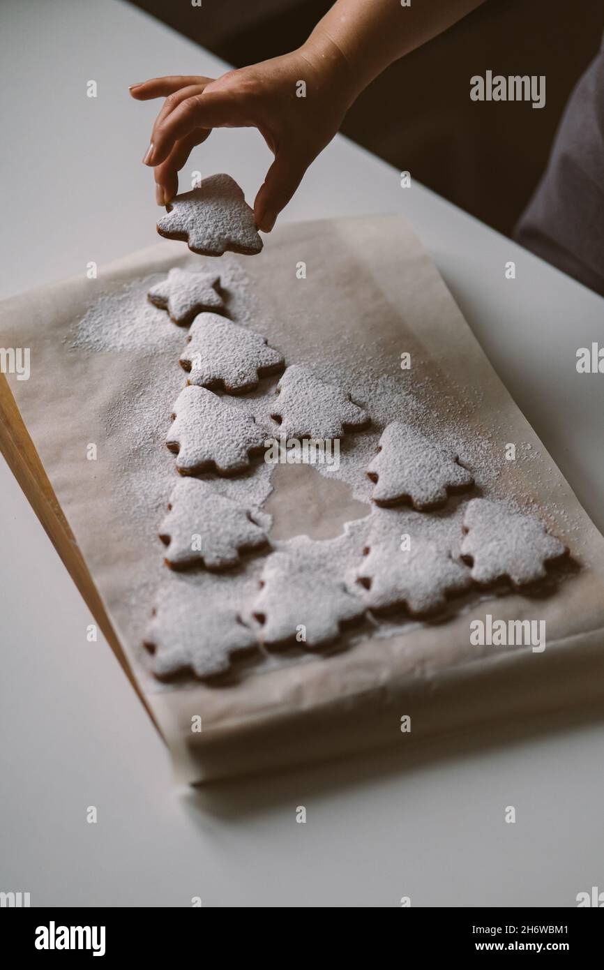 Arbre de Noël en pain d'épice parsemé de sucre en poudre sur parchemin et panneau de bois.Mains de femmes tenant une planche, gros plan, tir sans tête Banque D'Images