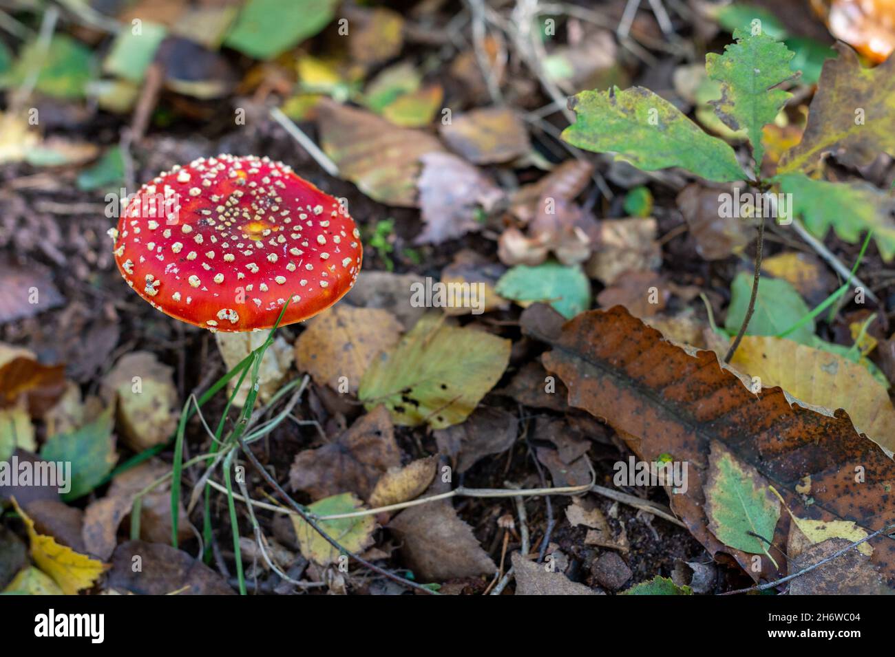 Amanite rouge avec des taches blanches Alsace France.Mouche agarique, rouge avec des pustules blanches.Gros plan du champignon dans la forêt en automne. Banque D'Images