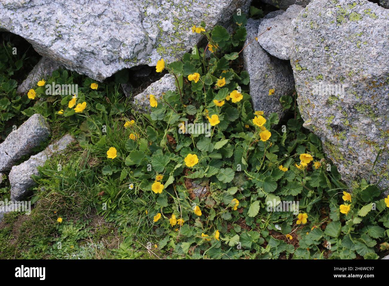 Geum montanum, Avens alpins, Rosaceae.Plante sauvage en été. Banque D'Images