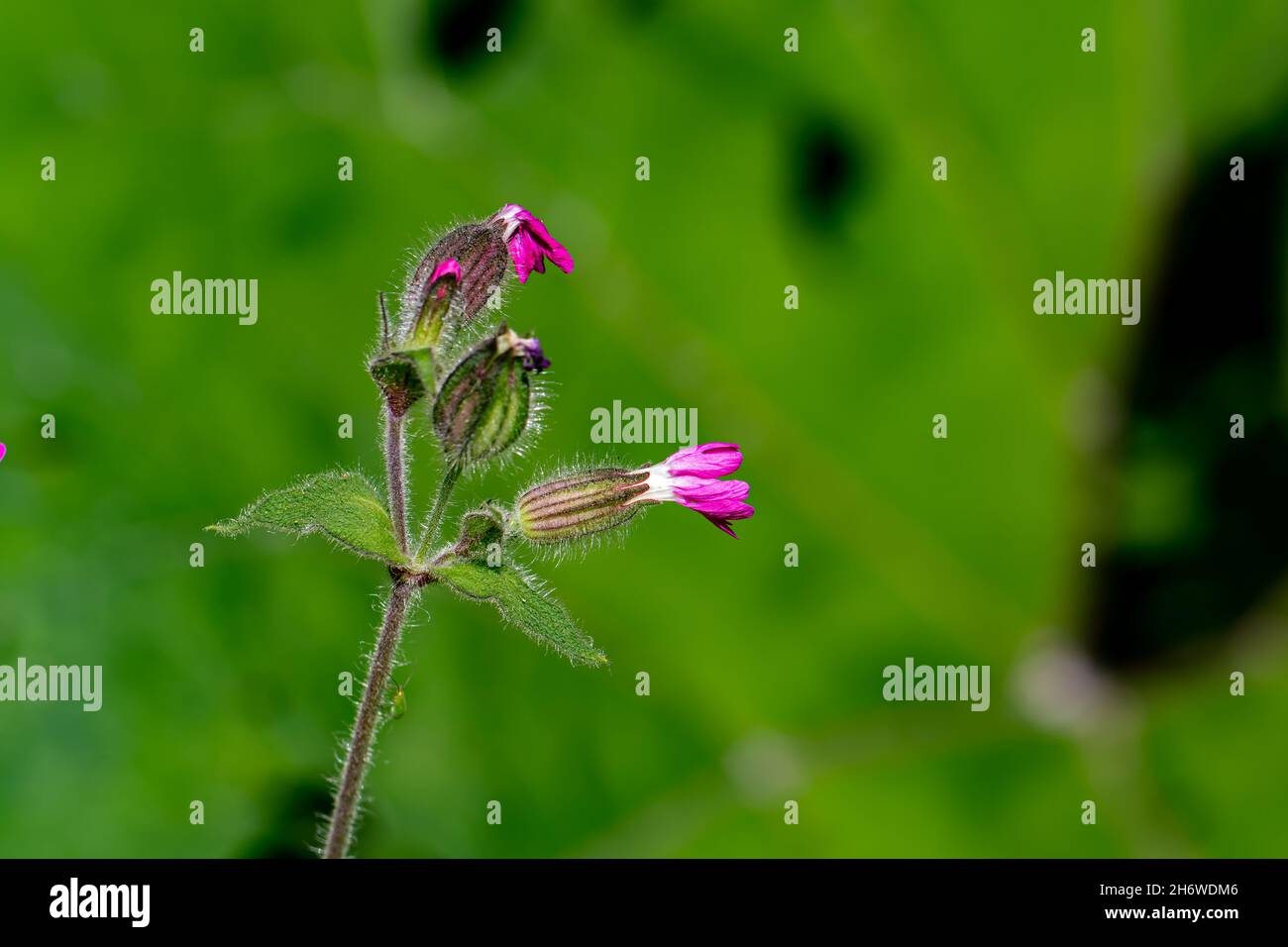 Silene dioica fleur dans la prairie Banque D'Images