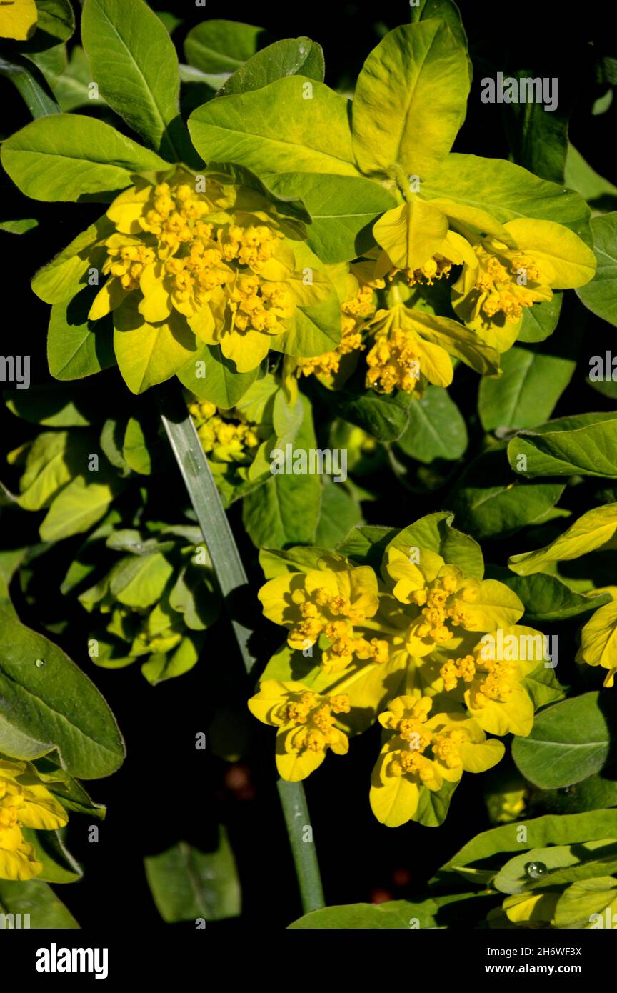 Euphorbia jaune Epithymoides (Golden Fusion) 'Cushion purge' fleurs cultivées dans une frontière à RHS Garden Harlow Carr, Harrogate, Yorkshire.Angleterre, Royaume-Uni. Banque D'Images