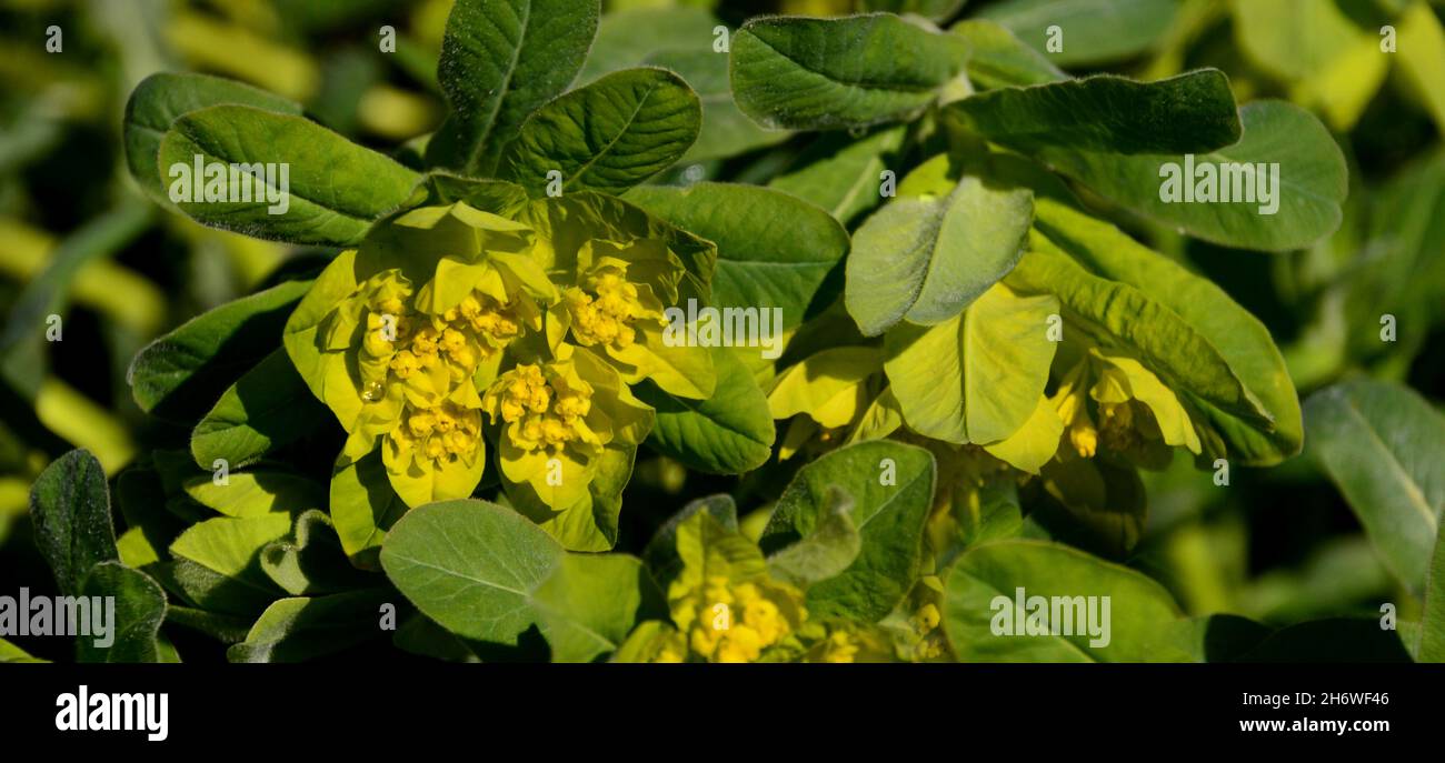 Euphorbia jaune Epithymoides (Golden Fusion) 'Cushion purge' fleurs cultivées dans une frontière à RHS Garden Harlow Carr, Harrogate, Yorkshire.Angleterre, Royaume-Uni. Banque D'Images