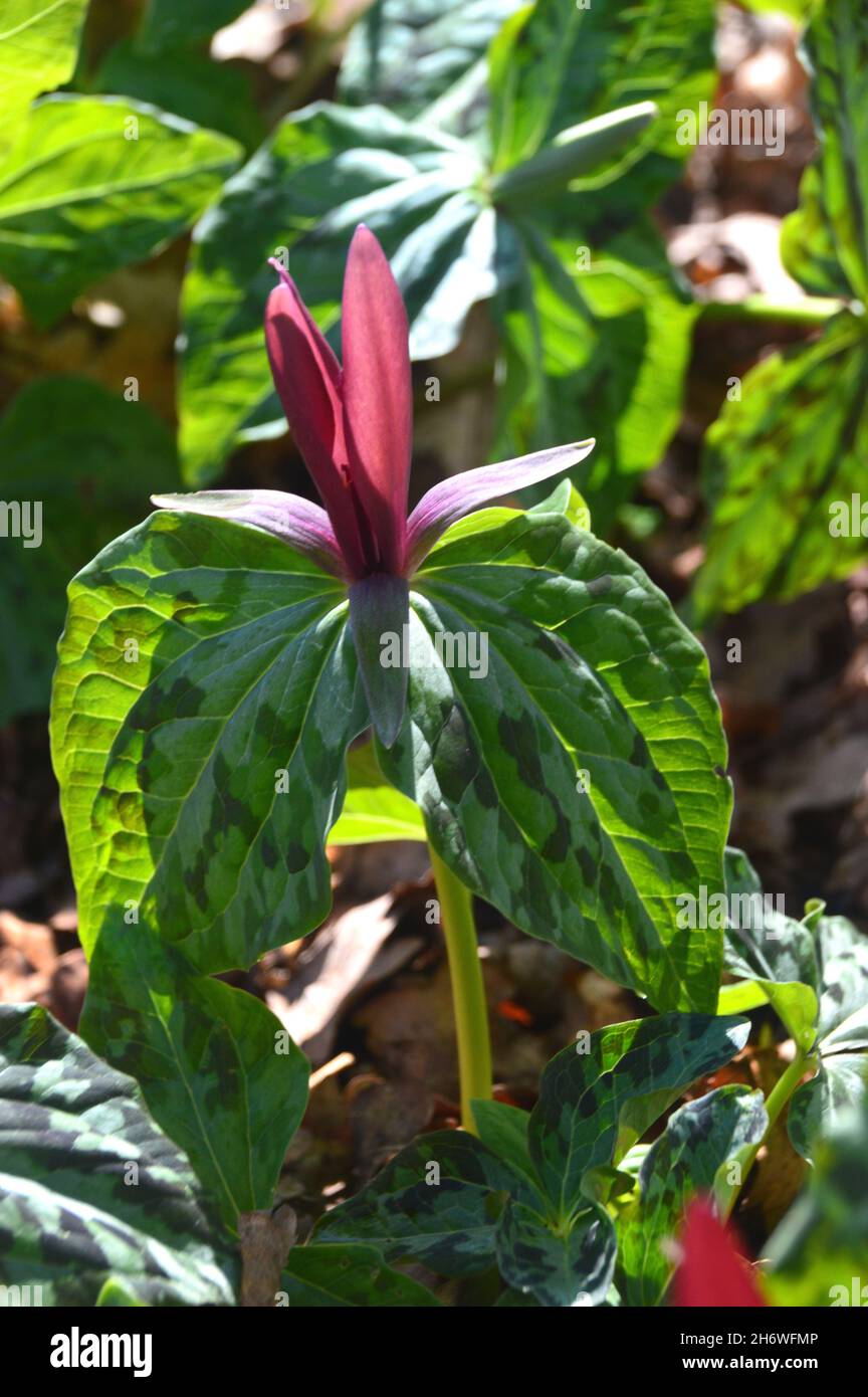 Burgundy Trillium chloropetalum 'Common Trillium' (Giant Wake Robin) Flower Grown in a Border at RHS Garden Harlow Carr, Harrogate, Yorkshire.ROYAUME-UNI. Banque D'Images