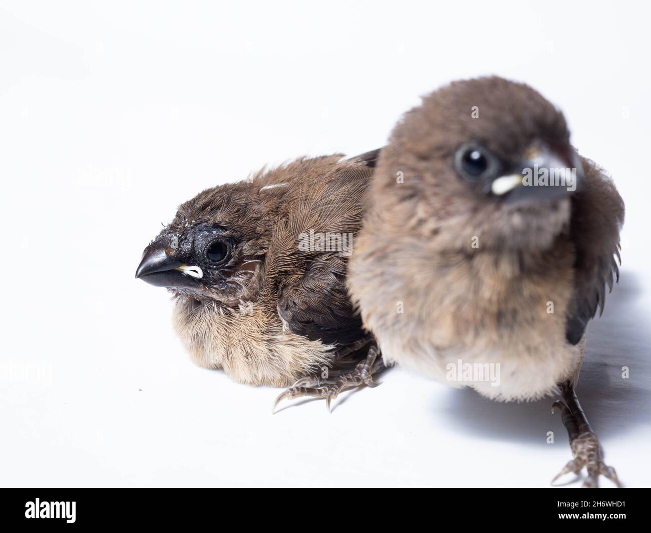 La communauté de Javan (Lonchura leucogastéroïdes) est une espèce de finch estrildid qui se trouve dans le sud de Sumatra, Java, Bali et Lombok, en Indonésie Banque D'Images