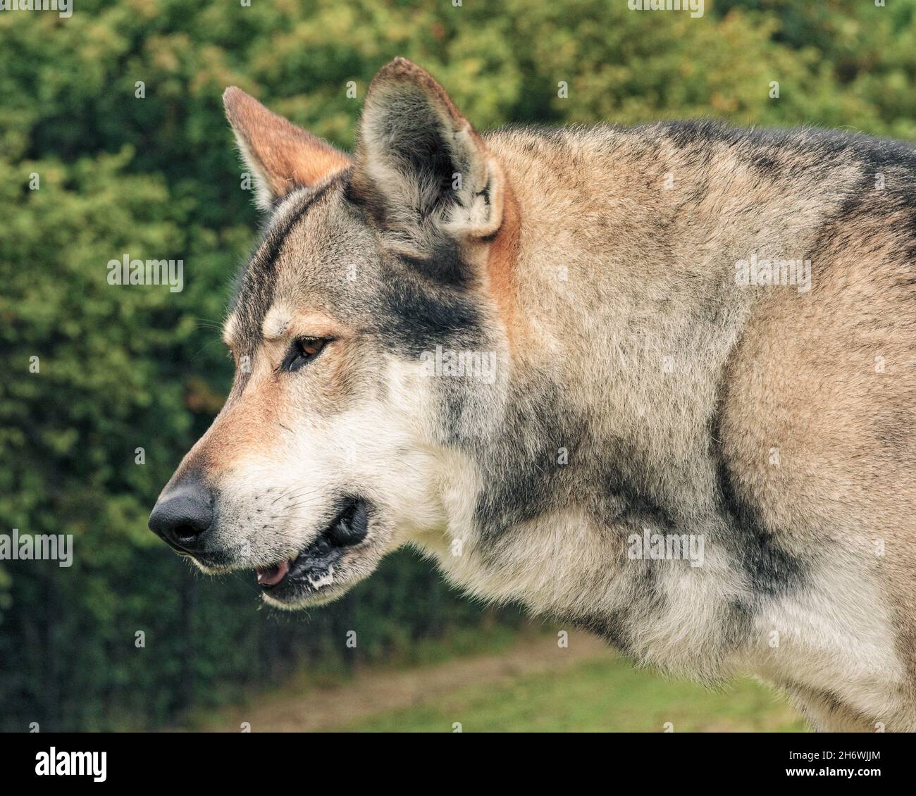 Wolf hybride Banque D'Images