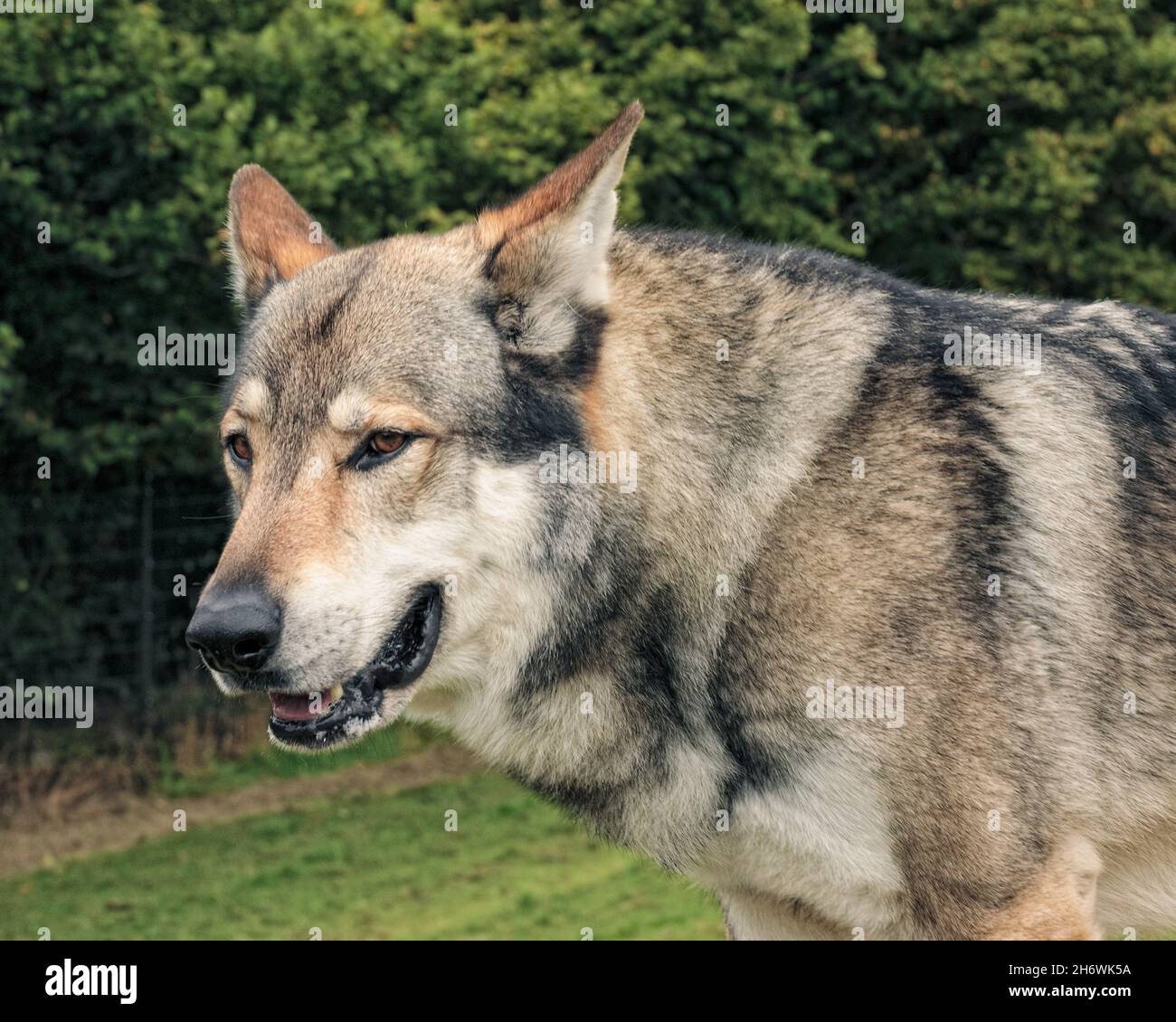 Wolf hybride Banque D'Images