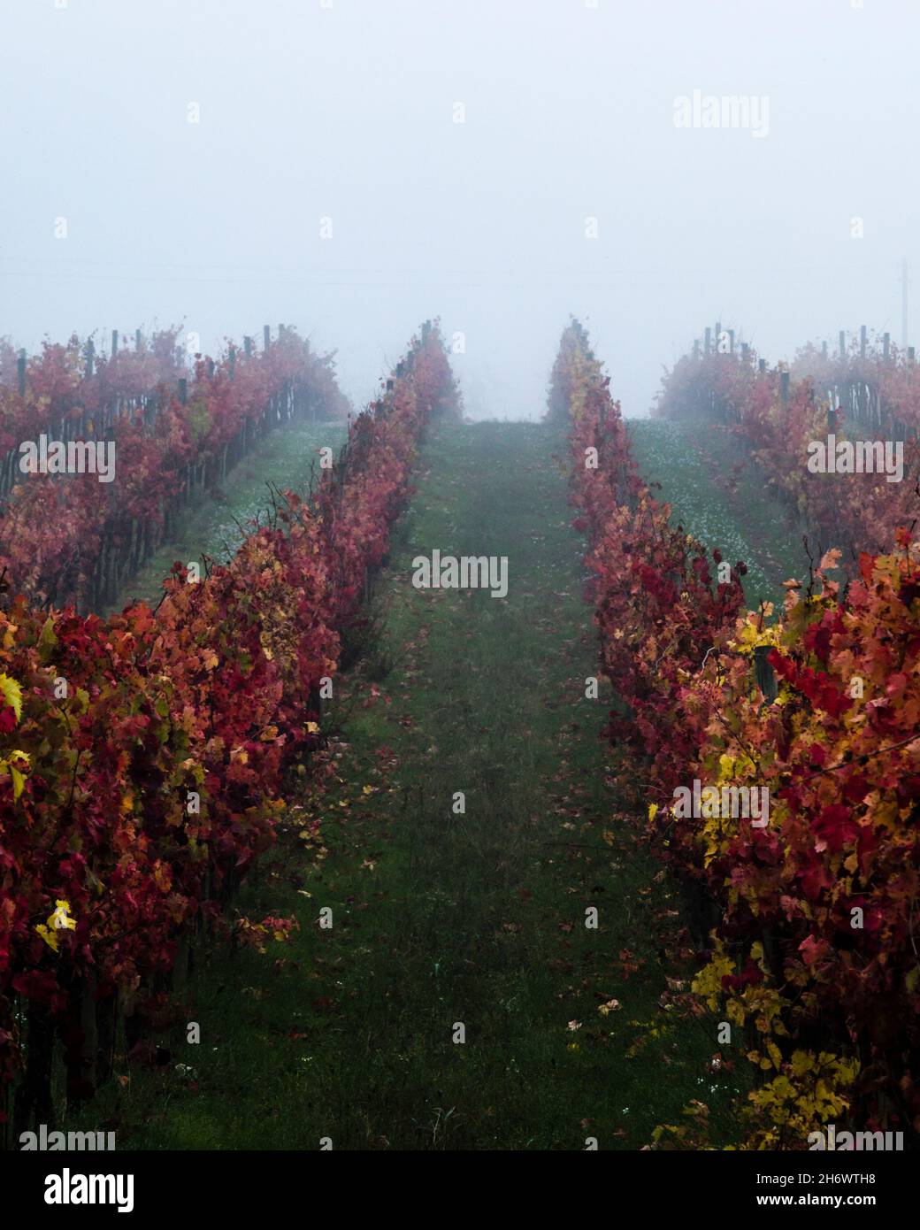 Les vignobles de la fin de l'automne s'embuent, dans la vallée de l'Ombrie, près de Montefalco Banque D'Images
