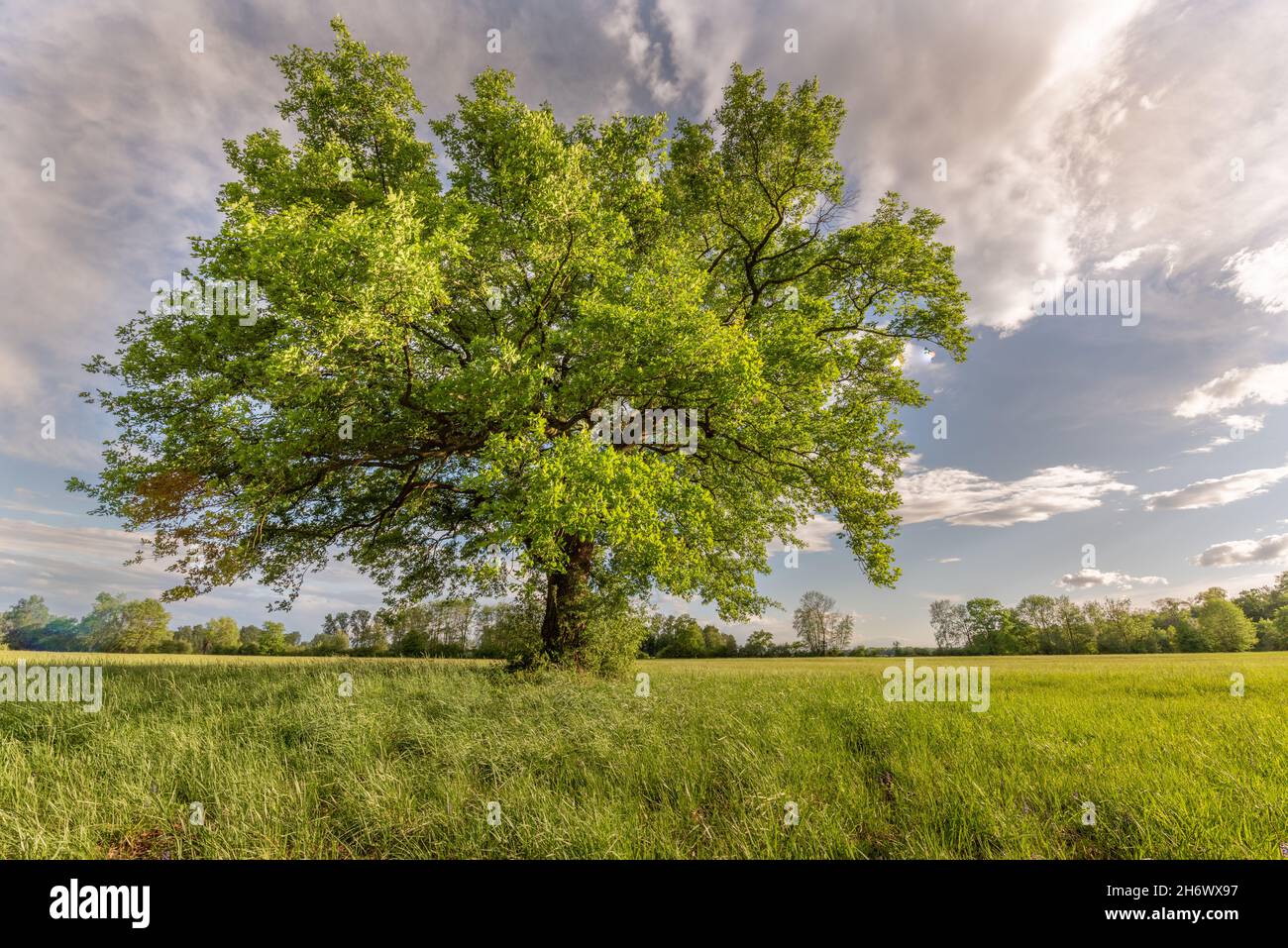 Grand chêne dans un pré de printemps.France, Europe. Banque D'Images