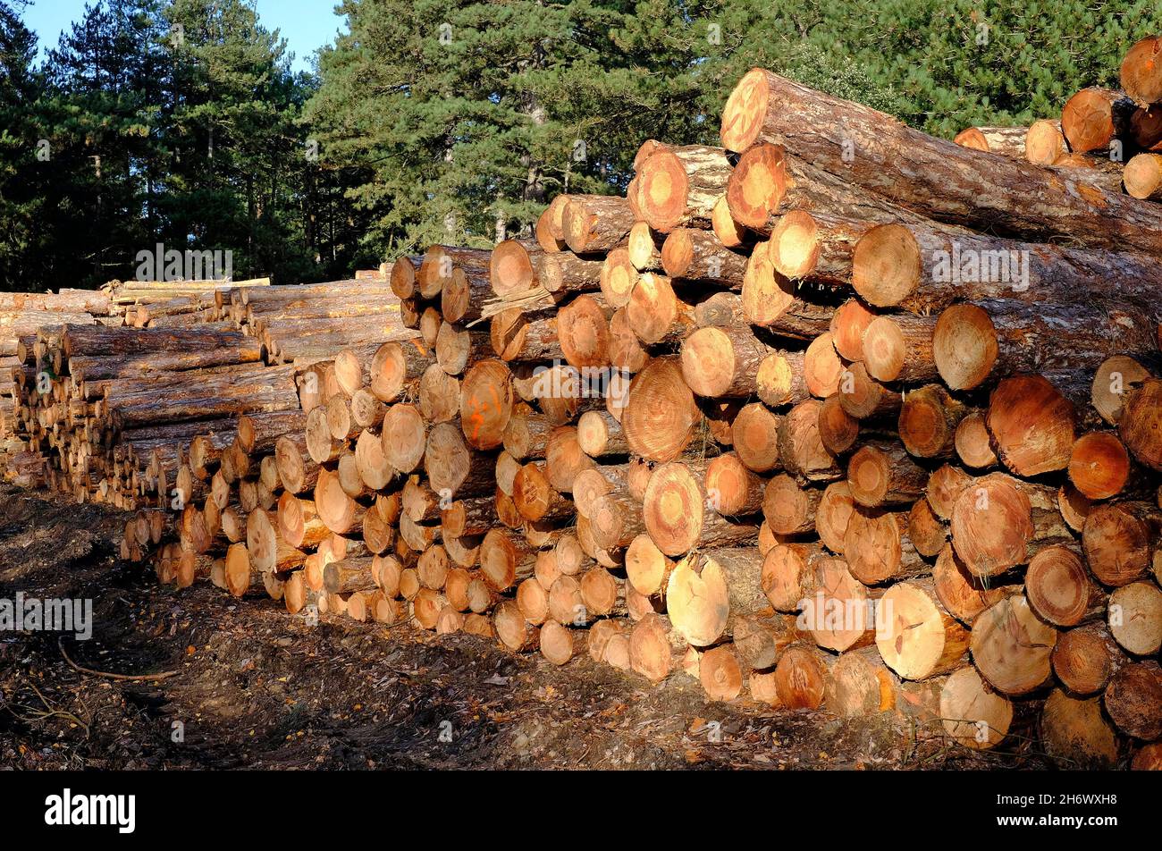 pile de troncs de pins décortiqués, réserve naturelle de holkham, nord de norfolk, angleterre Banque D'Images