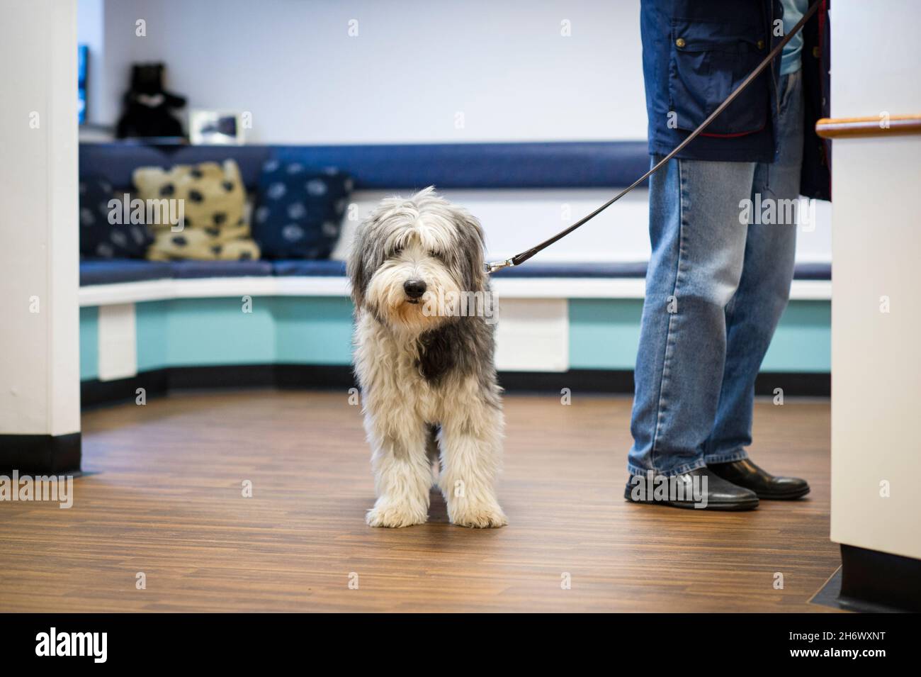 Un chien de compagnie attend patiemment alors que son propriétaire parle au personnel d'accueil lors d'une chirurgie vétérinaire à Nottingham, Angleterre, Royaume-Uni. Banque D'Images