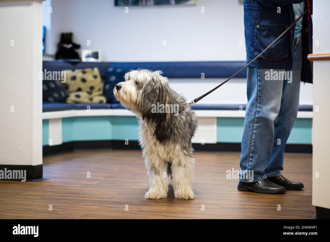 Un chien de compagnie attend patiemment alors que son propriétaire parle au personnel d'accueil lors d'une chirurgie vétérinaire à Nottingham, Angleterre, Royaume-Uni. Banque D'Images