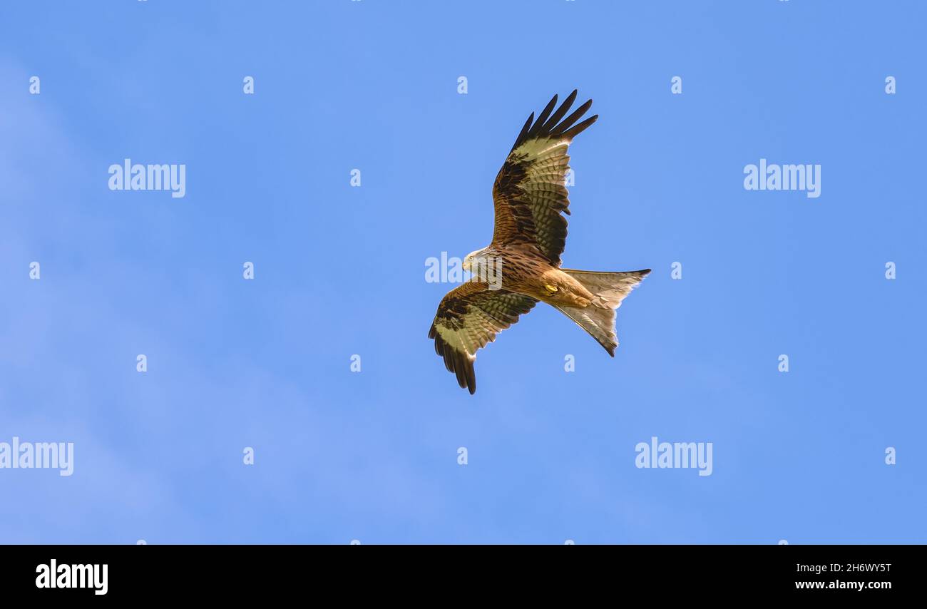 Cerf-volant, Milvus milvus, volant dans un ciel bleu clair et cherchant des proies, un oiseau de proie de la famille des Accipitridae, Rhénanie, Allemagne Banque D'Images