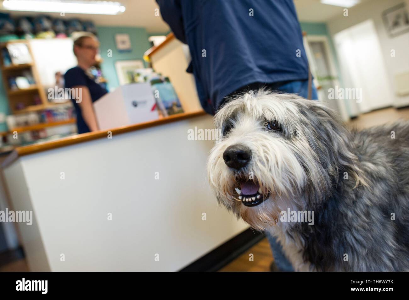 Un chien de compagnie attendant à la réception d'une chirurgie vétérinaire, Nottingham, Angleterre, Royaume-Uni. Banque D'Images