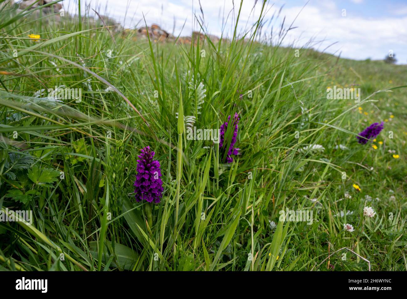 Orchidées pourpre précoce, papaver Orchis, croissant naturellement sur Lindisfarne, Holy Island, Royaume-Uni Banque D'Images