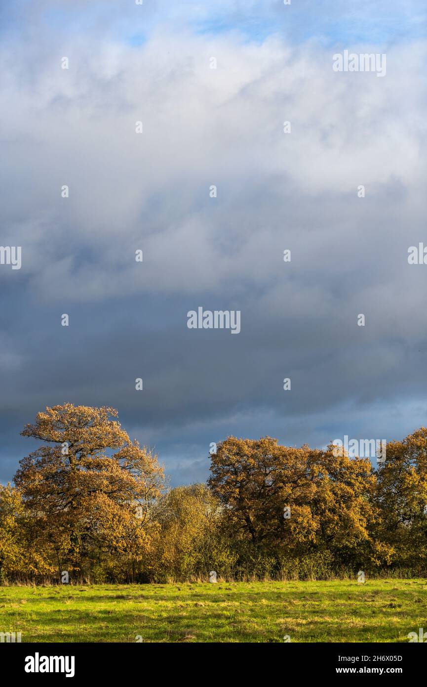 Dernier automne.Les chênes matures sont les derniers à avoir la couleur d'automne dans cette limite de Gloucestershire hedgerow. Banque D'Images