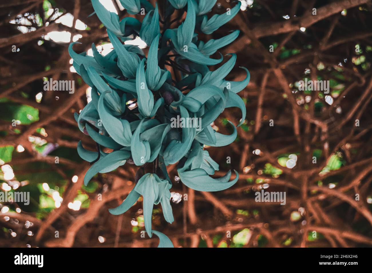 Gros plan d'une fleur de macrobotrys de Strongylodon ou d'une vigne de Jade philippine Banque D'Images