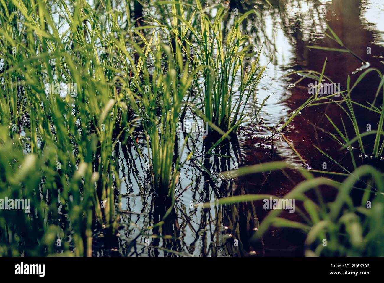 Gros plan des semis de riz dans le riz paddy pendant la saison de plantation Banque D'Images