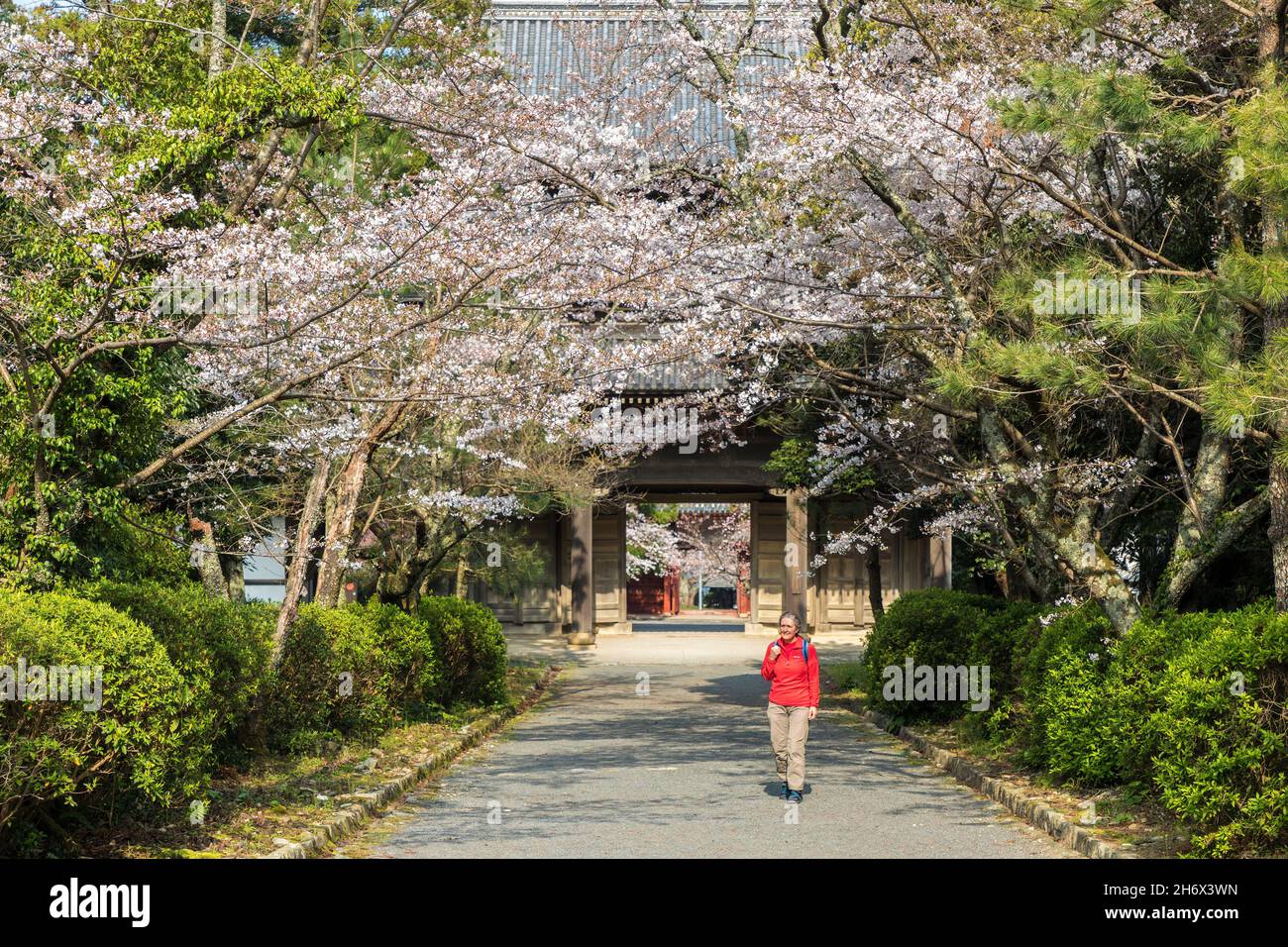 Tourisme et cerisiers en fleurs, Temple Toko-ji, Hagi, Japon Banque D'Images