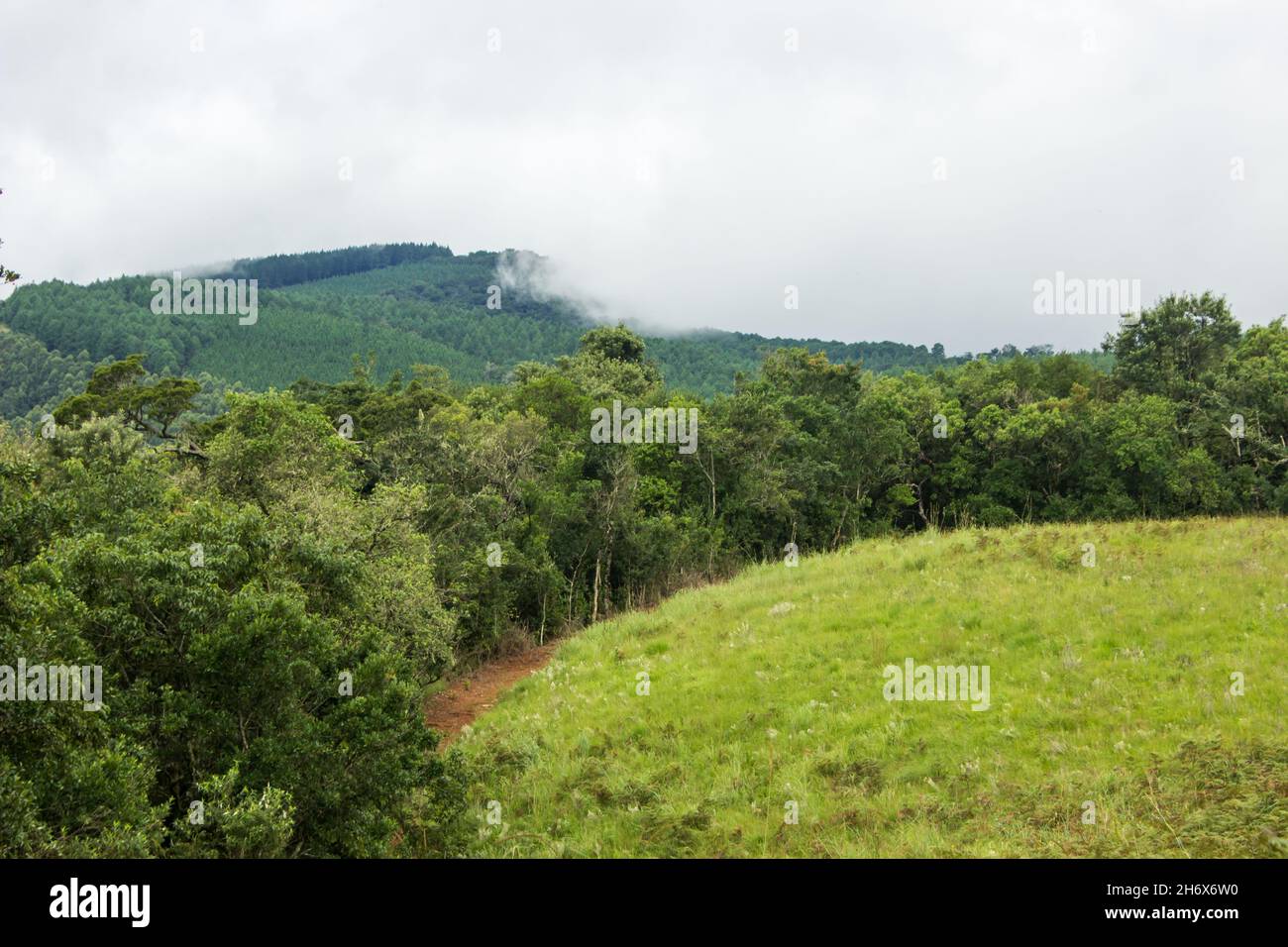 Un knoll couvert d'herbe, bordé par une forêt subtropicale dense, dans les monts Wolkberg en Afrique du Sud.La prairie et la forêt indigène Banque D'Images