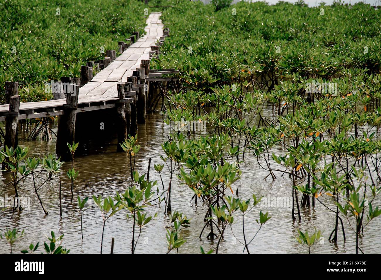 Sentier en bois au milieu d'une zone de conservation de mangrove où les semis sont replantés Banque D'Images