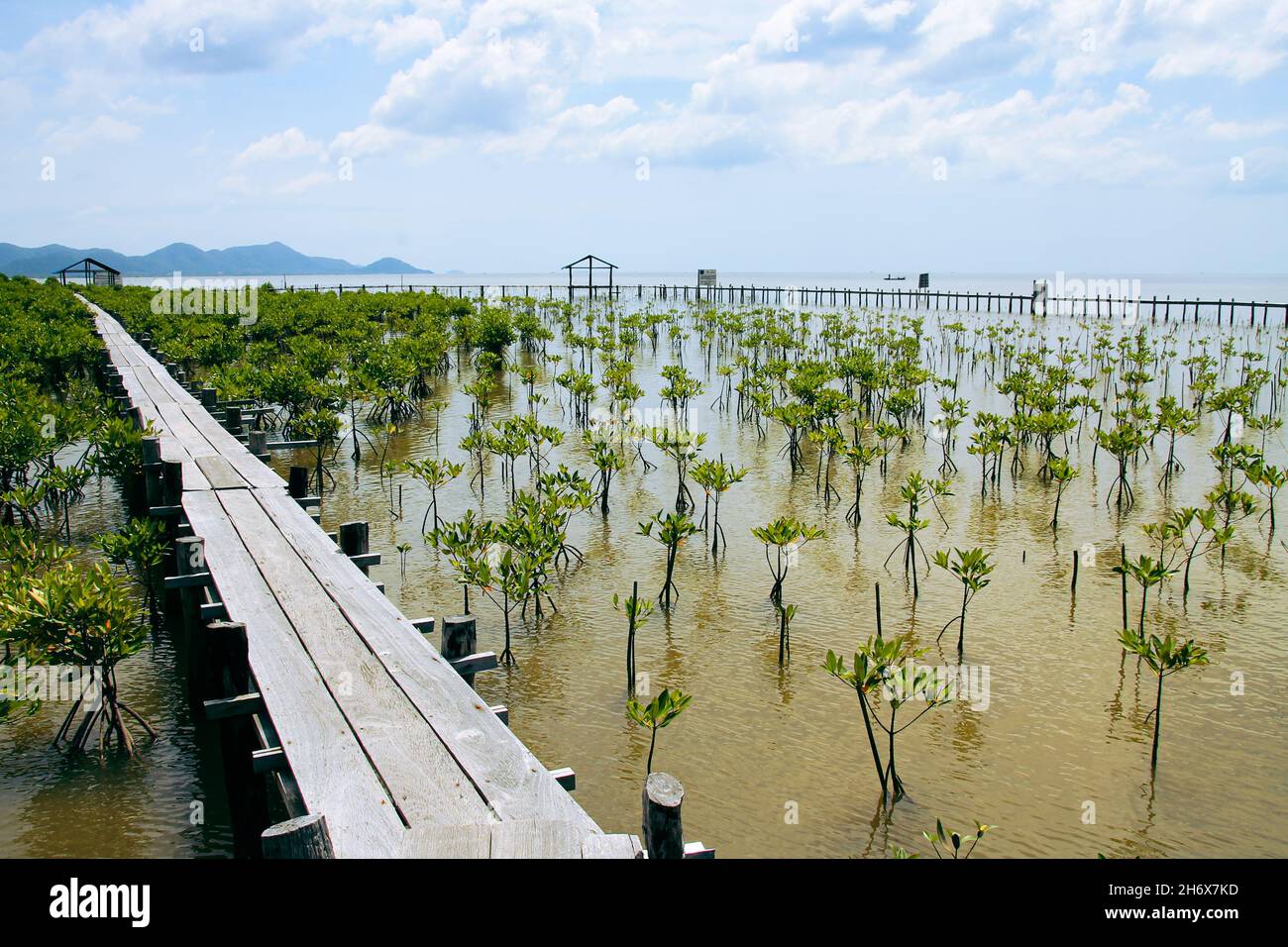 Plantules de mangrove dans le sanctuaire de mangroves de Trapeang Sankae à Kampot au Cambodge comme un effort de reboisement côtier Banque D'Images