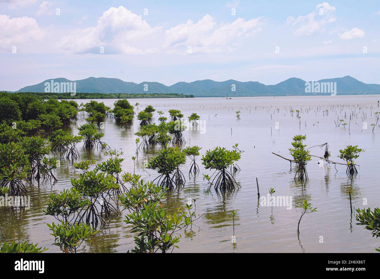 Plantules de mangrove dans le sanctuaire de mangroves de Trapeang Sankae à Kampot au Cambodge comme un effort de reboisement côtier Banque D'Images