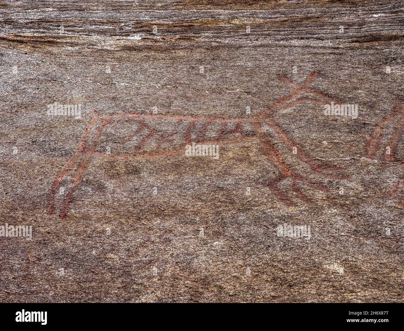 Art rupestre préhistorique à Bogge, pétroglyphes entre Eidsvåg et Eresfjord, More og Romsdal, Norvège. Banque D'Images