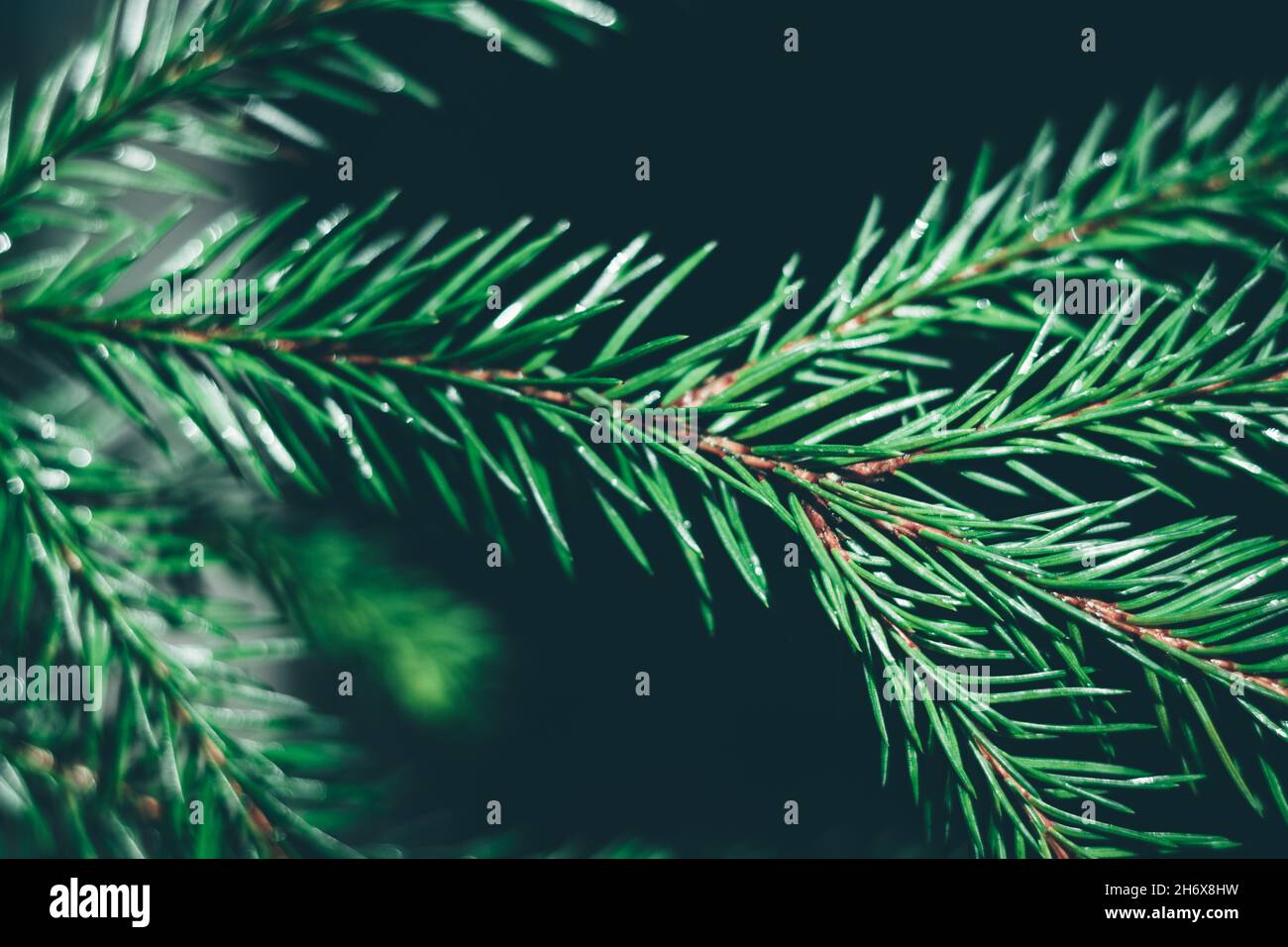 Arrière-plan sapin de Noël avec espace de copie.Texture des branches de sapin.Contexte de la nouvelle année. Banque D'Images