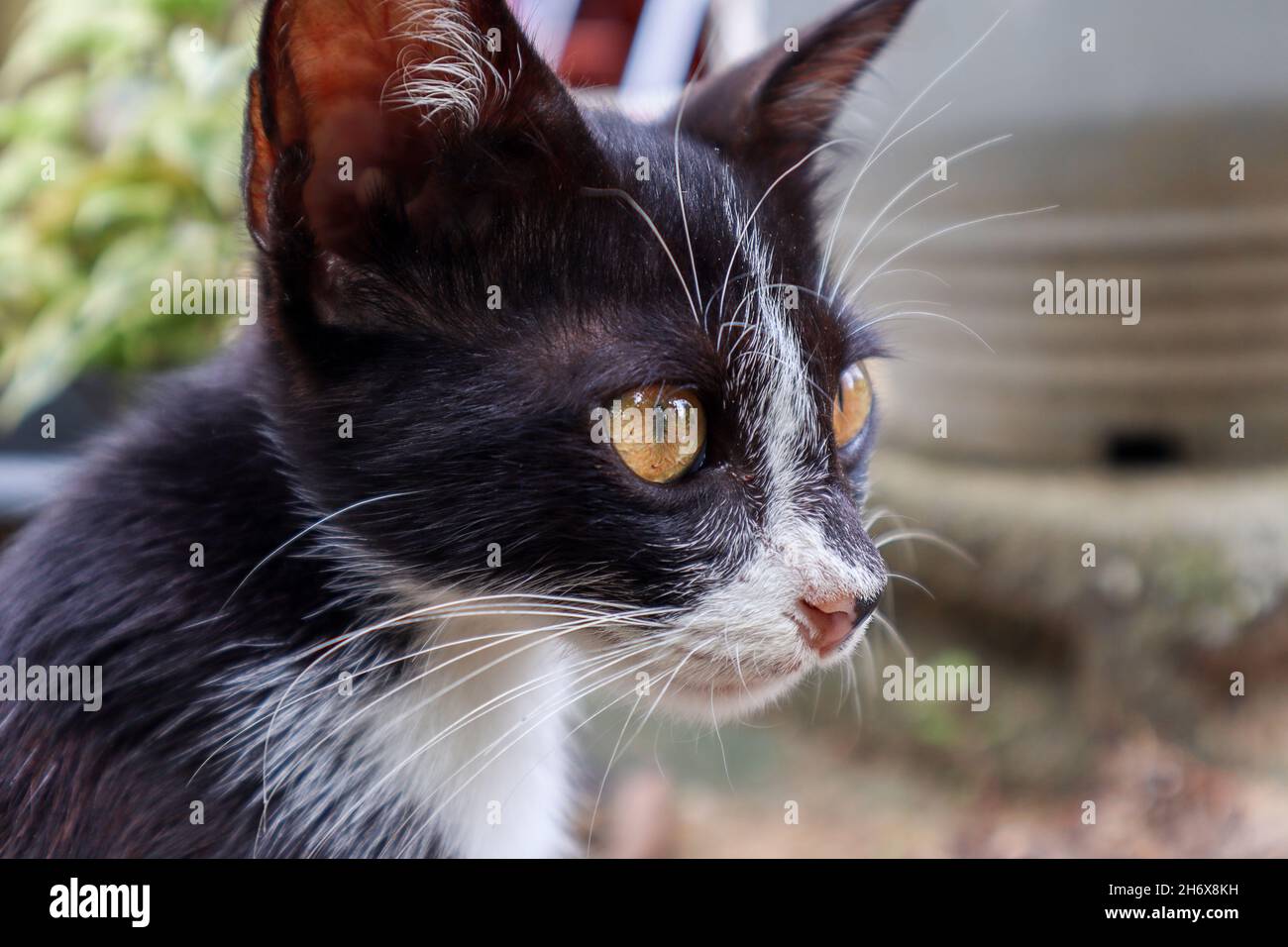mon animal doux noir mignon photo de chat Banque D'Images
