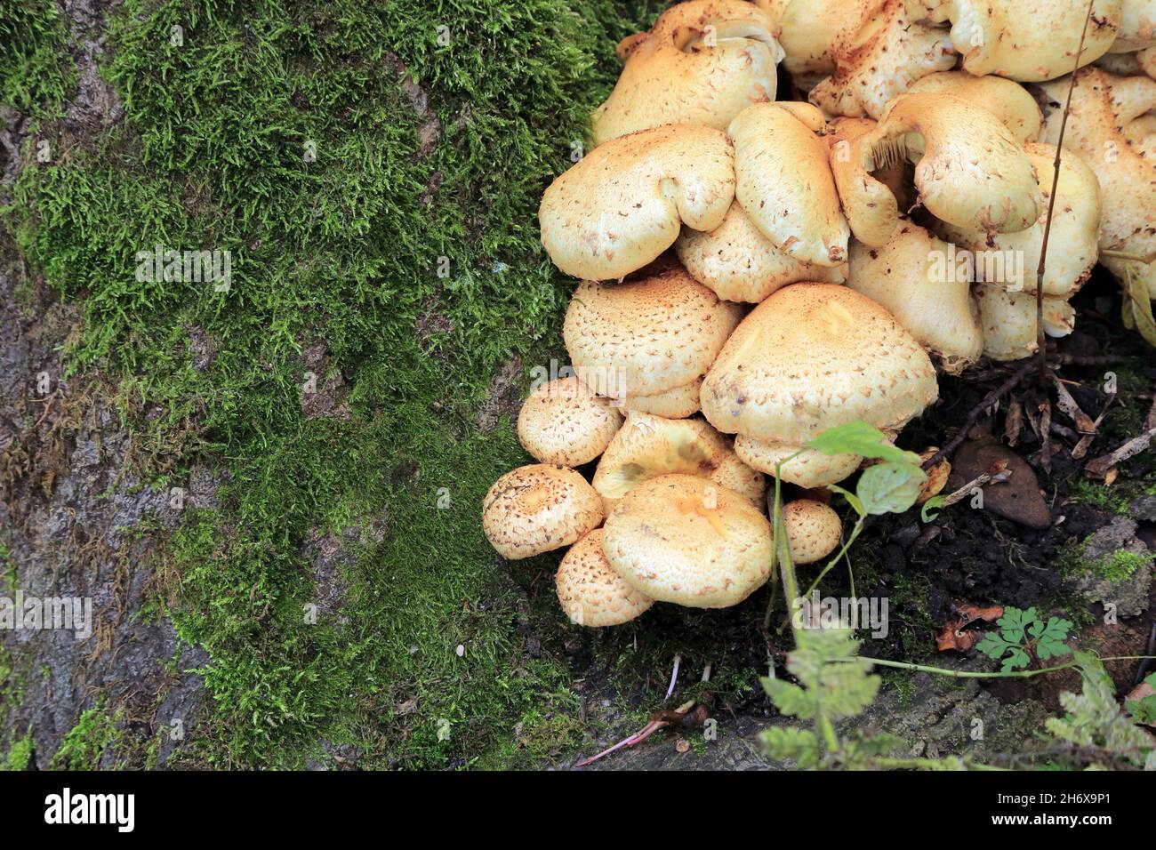 Champignons poussant sur l'arbre à côté de mousses dans les bois à Upper porter Clough, Ringinglow, Sheffield, South Yorkshire, Angleterre,Royaume-Uni Banque D'Images