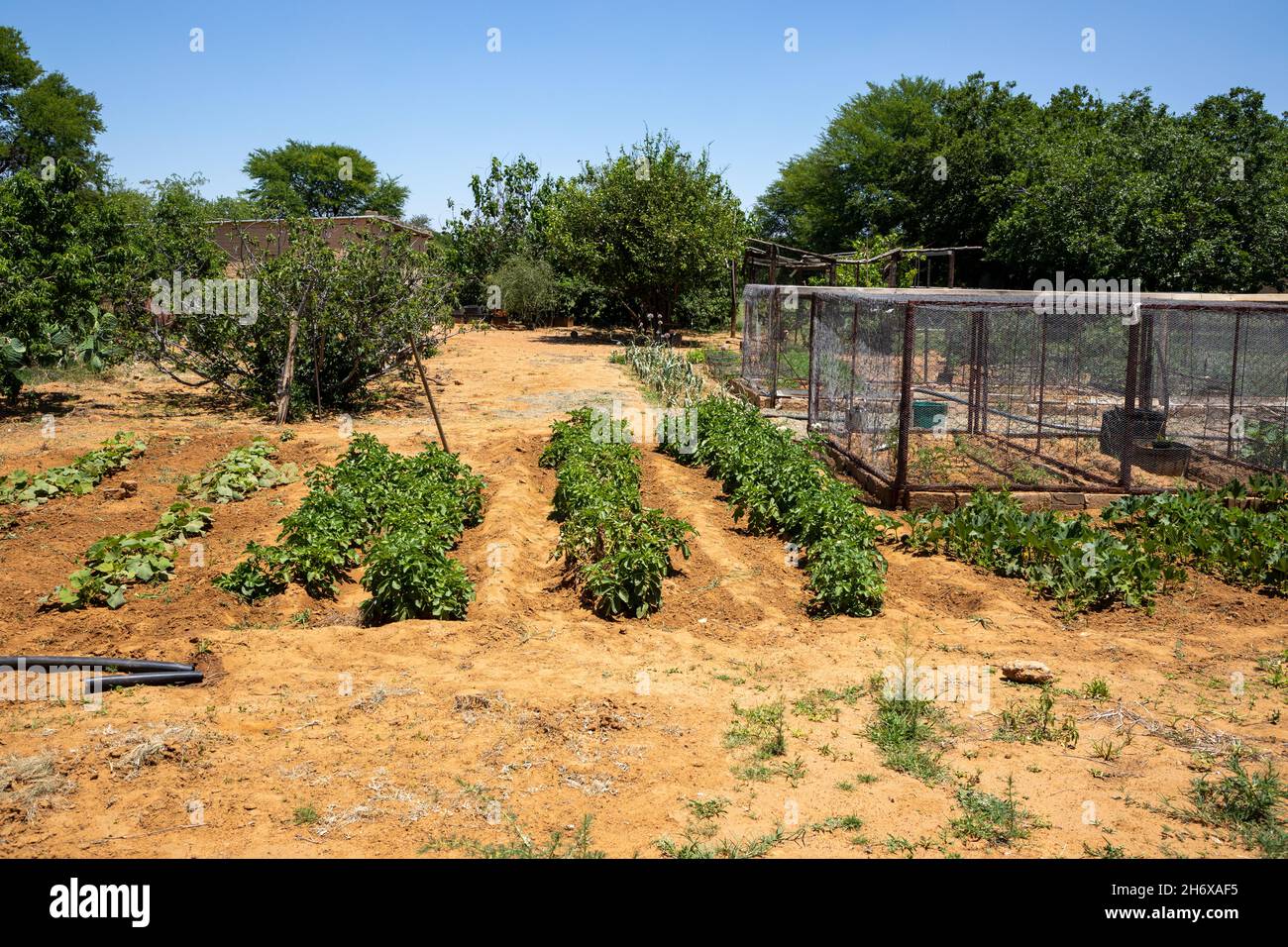 Grand angle d'un potager sur une ferme en conditions semi-arides Banque D'Images