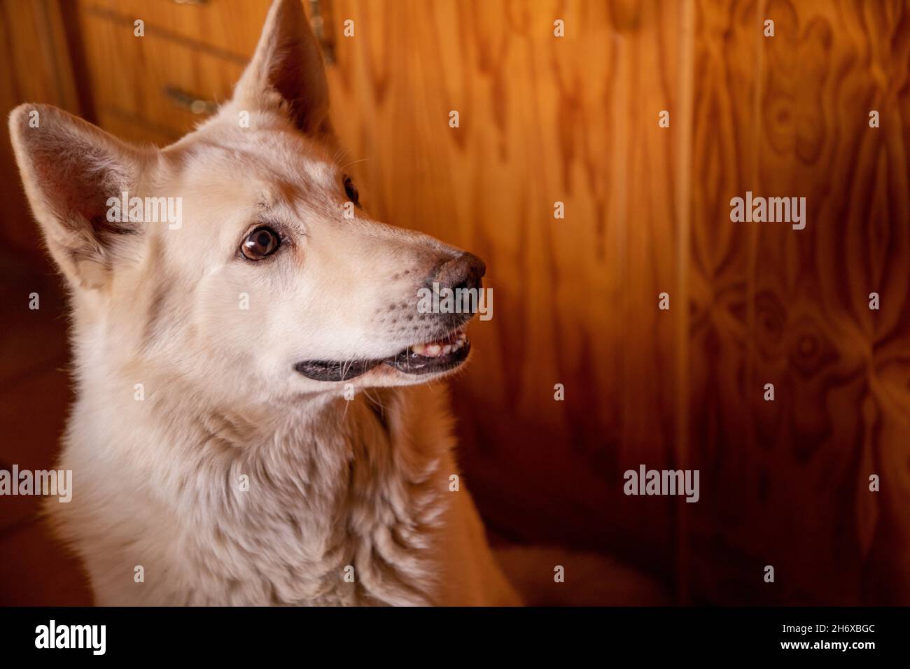 Gros plan d'un grand chien blanc qui attire l'attention. Banque D'Images