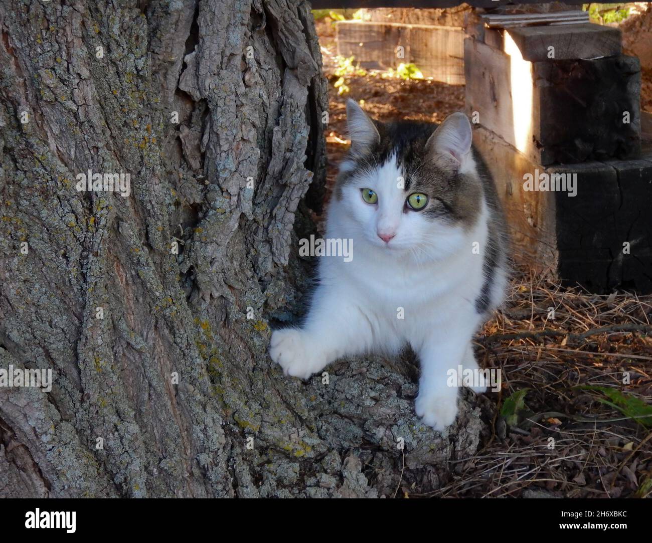 Gros plan de chat blanc, gris et brun clair assis à la base du tronc  d'arbre à l'extérieur Photo Stock - Alamy