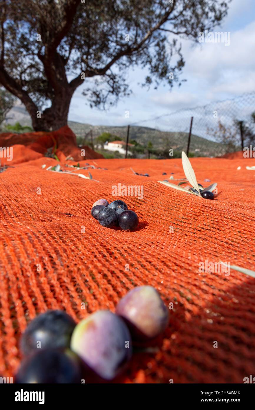 Récolte d'olives avec filets d'orange à Keratea en Grèce Banque D'Images
