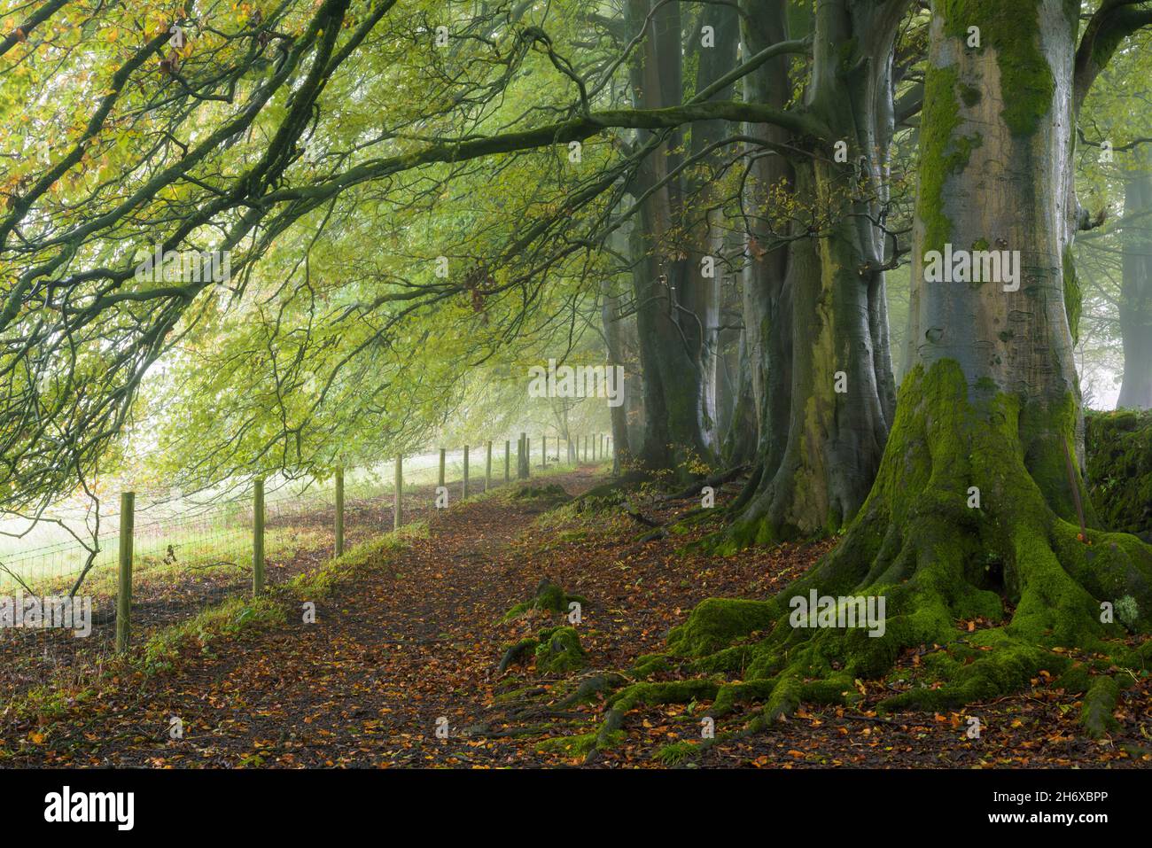 Au début de l'automne, les hêtres s'embuent dans les collines de Mendip, près de Priddy, dans le Somerset, en Angleterre. Banque D'Images