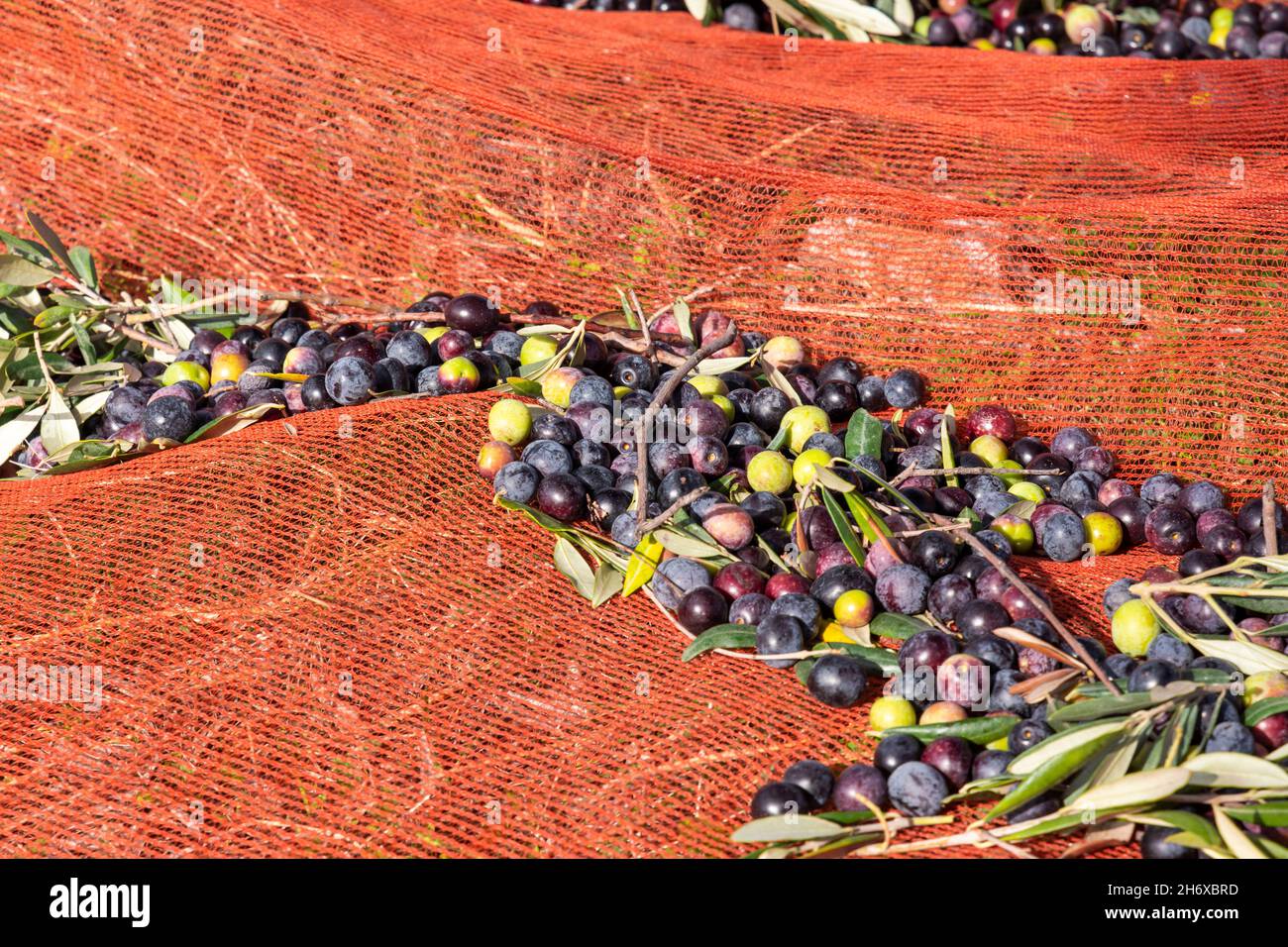 Récolte d'olives avec filets d'orange à Keratea en Grèce Banque D'Images