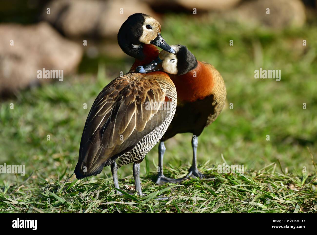 Vue rapprochée de la mère de canard sifflant à face blanche avec poussin (Dendrocygna viduata) Banque D'Images