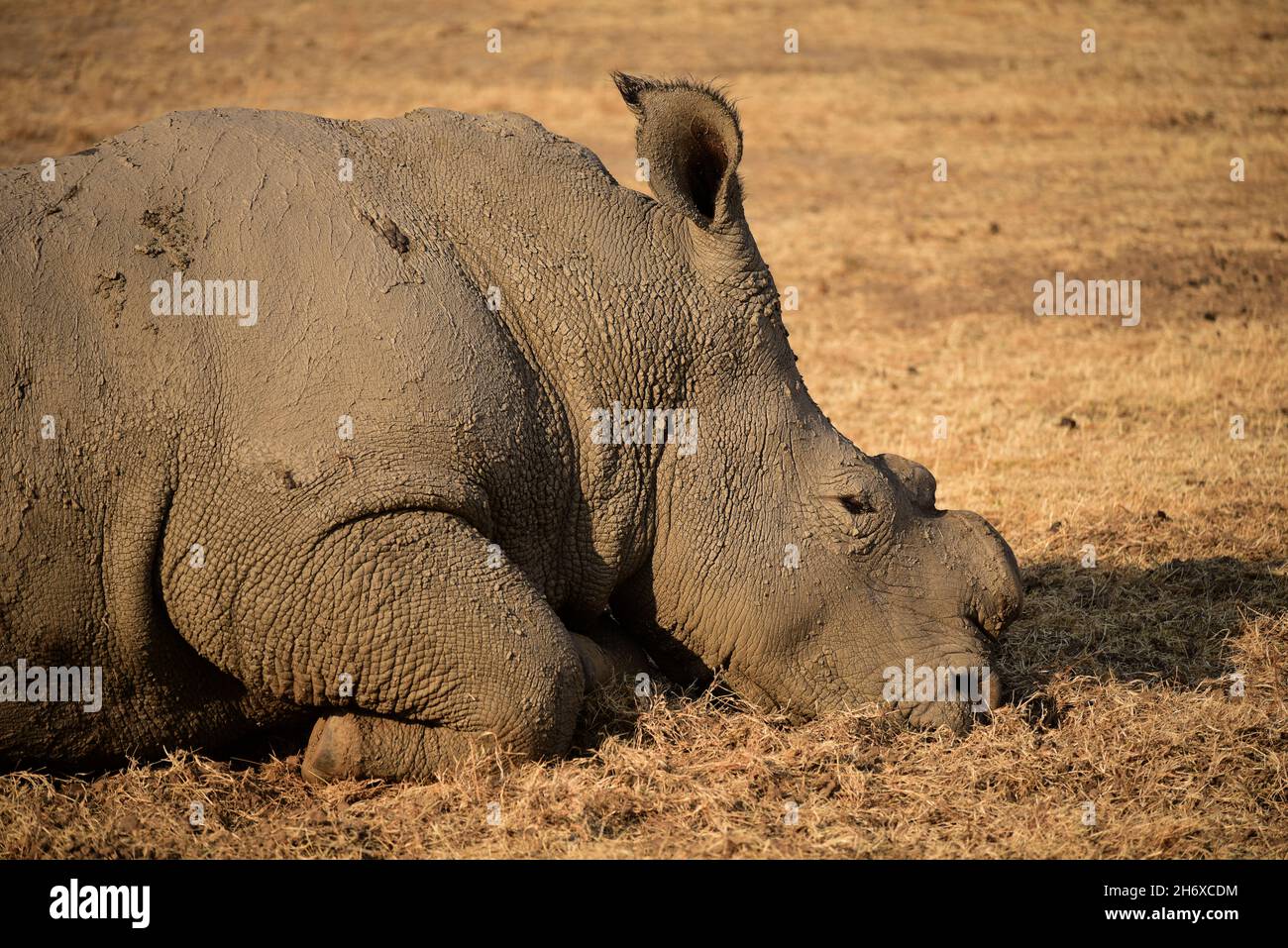 Vue rapprochée des rhinocéros noirs ou des rhinocéros à lèvres accrochées (Diceros bicornis) avec cornes coupées.Namibie Banque D'Images