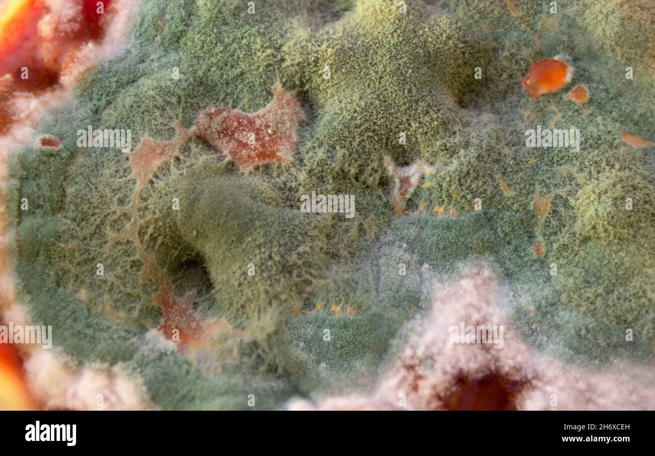 Moule vert sur une surface alimentaire en gros plan.Champignons de croissance colorés sur un aliment.Moule vert Banque D'Images