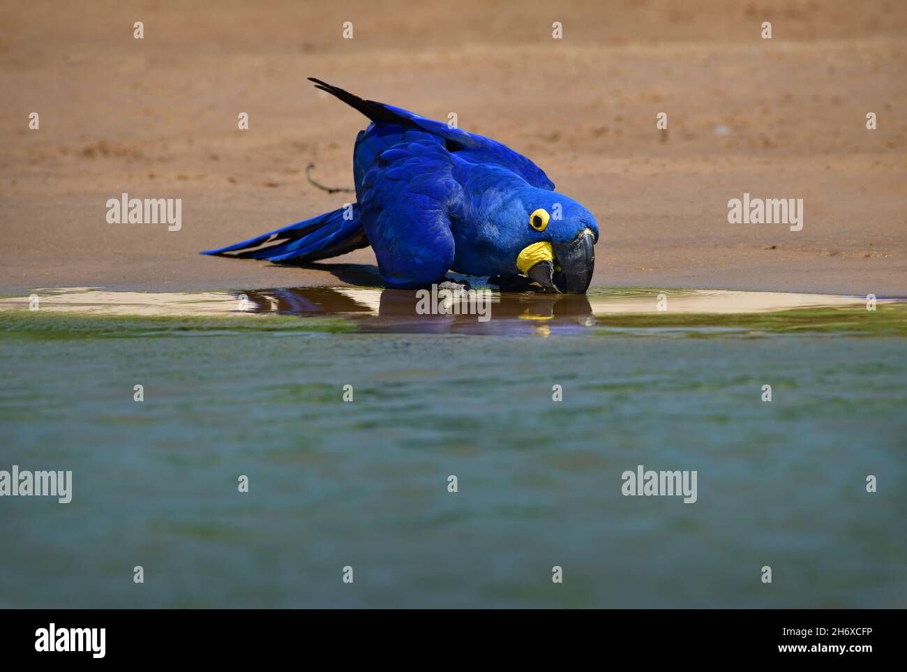 Macaw de jacinthe (Anodorhynchus hyacinthinus) eau potable dans la rive de la rivière.Pantanal, Brésil Banque D'Images