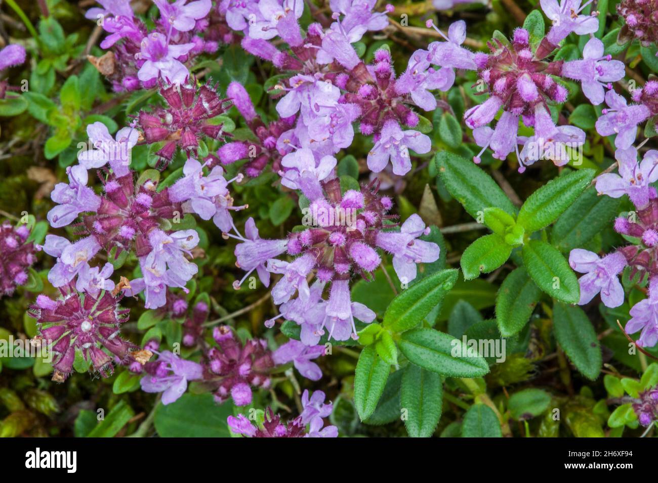 Thym Rampantes Thymus Serpyllum Elfin Banque d'image et photos - Alamy