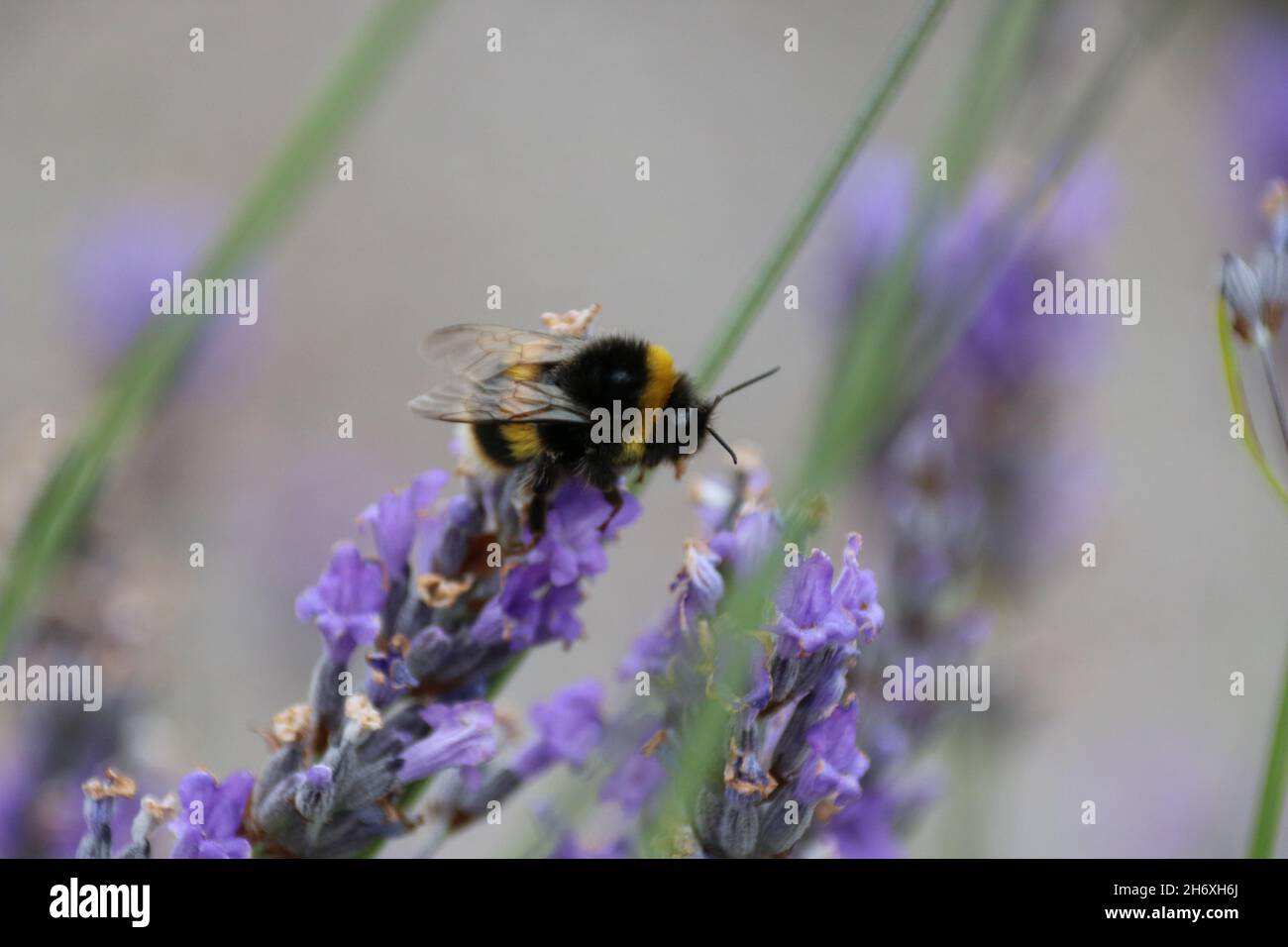 Une abeille perchée sur une fleur Banque D'Images