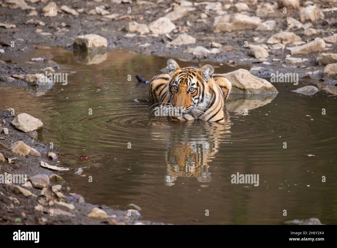 Tigre dans l'habitat naturel.Tête de marche mâle tigre sur composition.Scène de la faune avec danger animal.Été chaud au Rajasthan, Inde.Sécher les arbres avec Banque D'Images