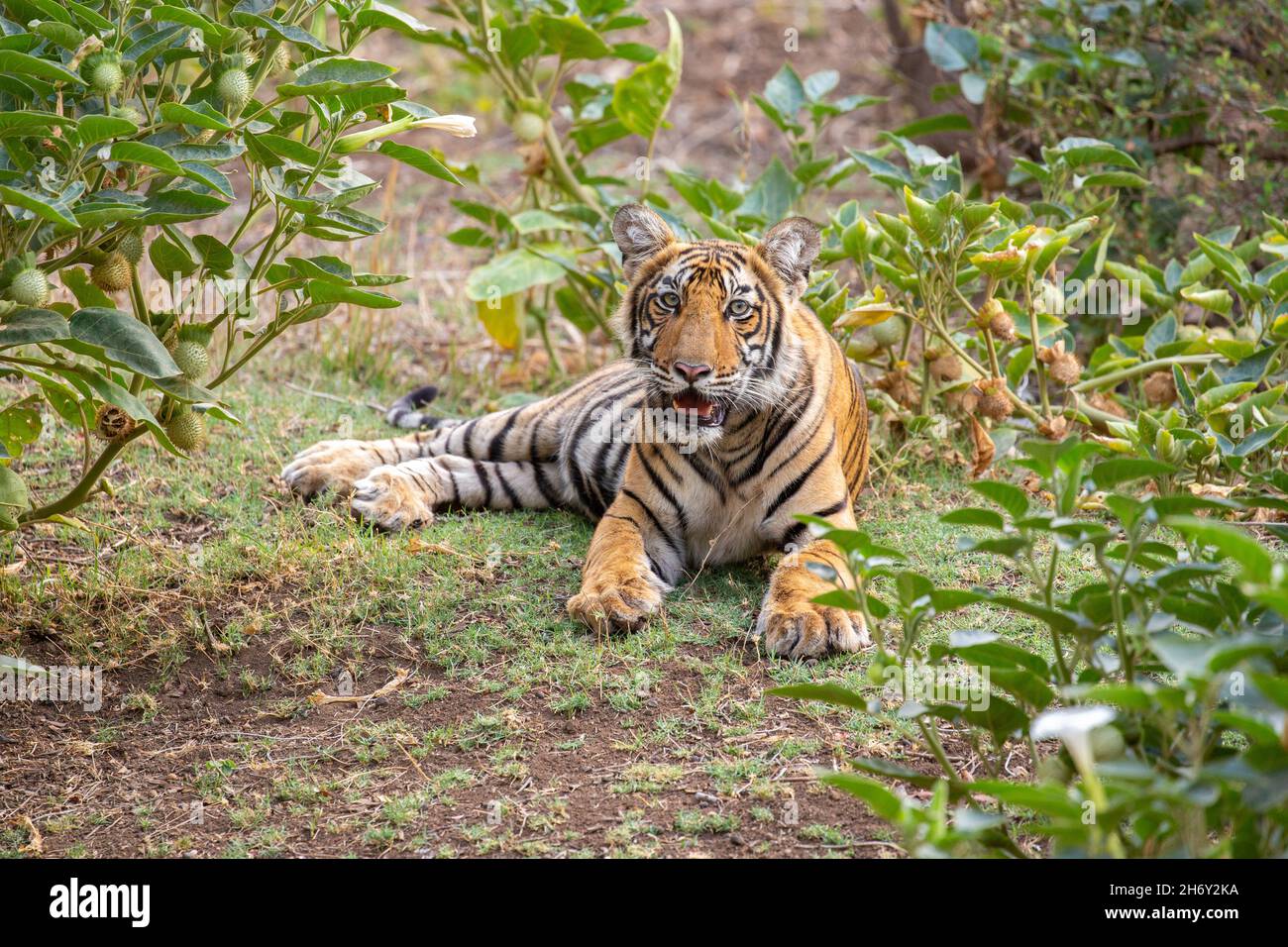 Tigre dans l'habitat naturel.Tête de marche mâle tigre sur composition.Scène de la faune avec danger animal.Été chaud au Rajasthan, Inde.Sécher les arbres avec Banque D'Images