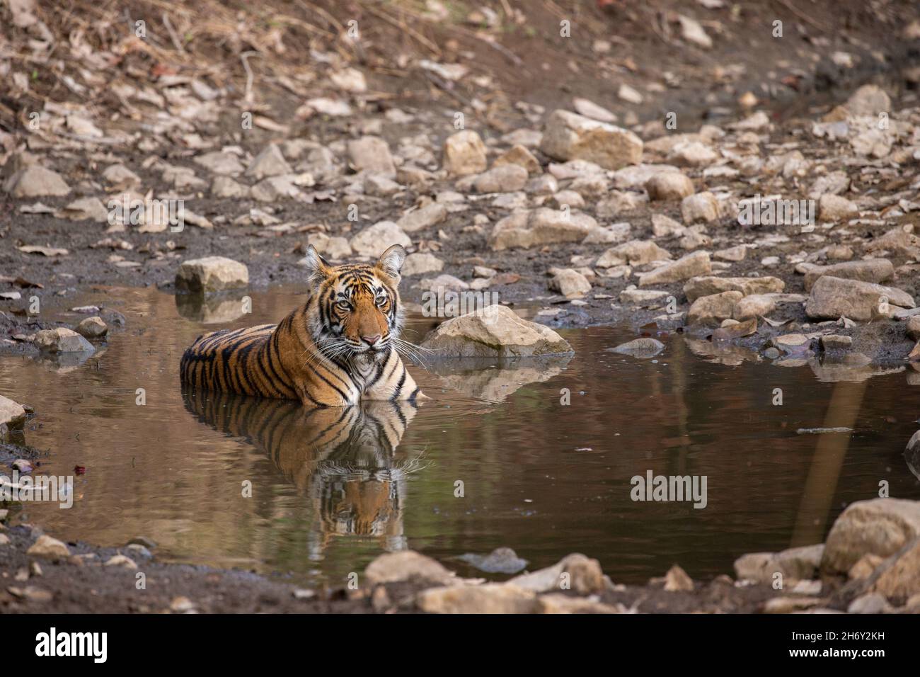 Tigre dans l'habitat naturel.Tête de marche mâle tigre sur composition.Scène de la faune avec danger animal.Été chaud au Rajasthan, Inde.Sécher les arbres avec Banque D'Images