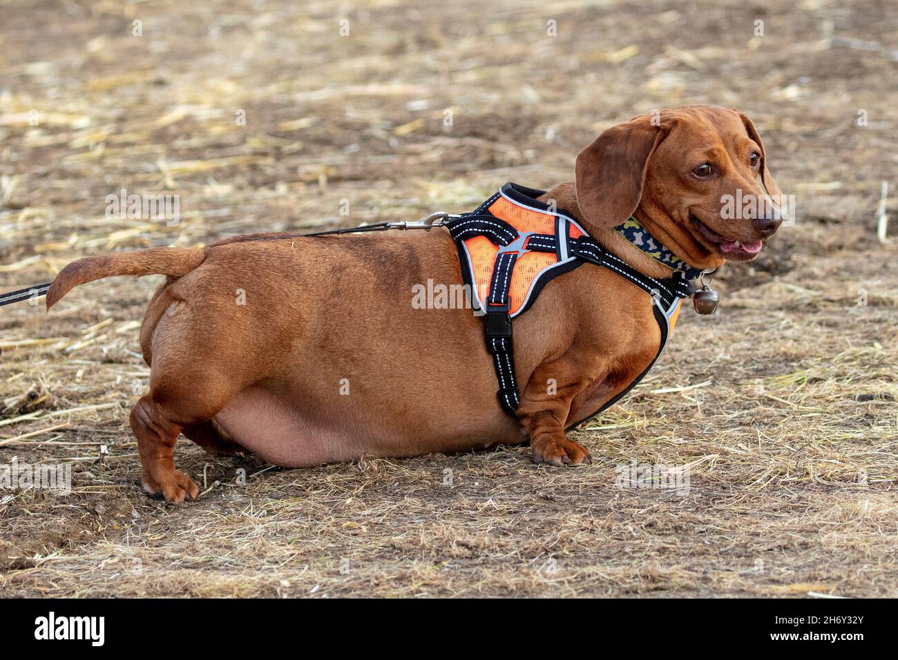 Dachshund obèse miniature lisse aux cheveux Banque D'Images