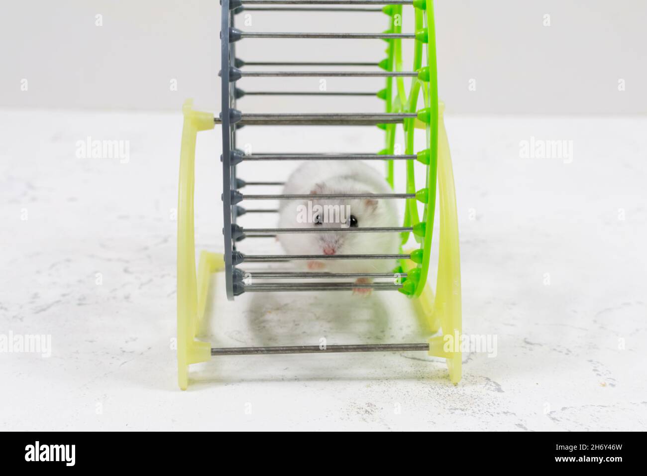 Un adorable animal de compagnie blanc - hamster dzungarien est assis dans une cage et regarde. Banque D'Images
