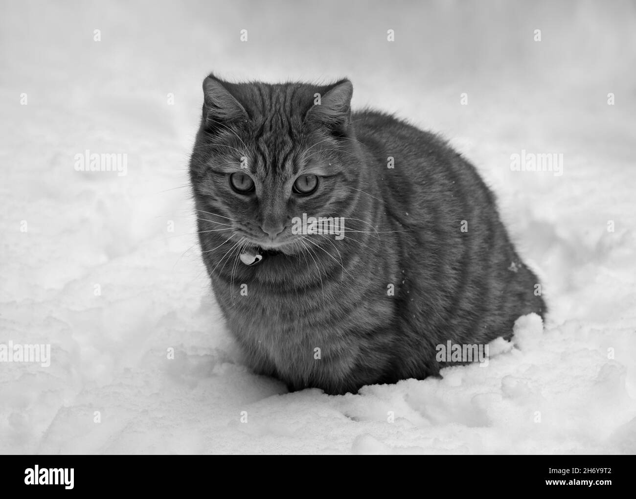 Une étude monochrome d'un chat de Ginger qui vit sa première neige Banque D'Images
