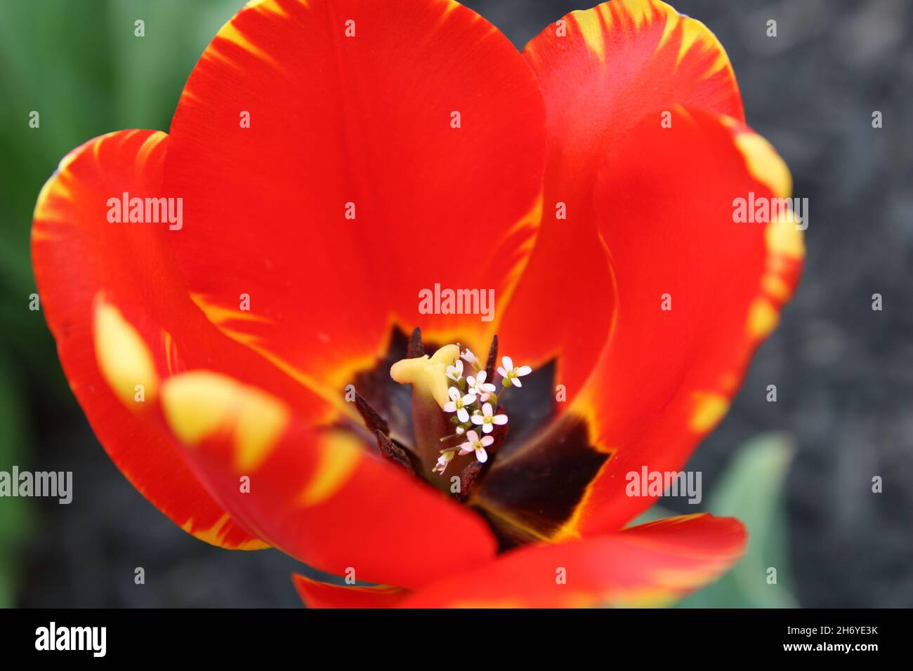 Tulipe rouge avec fleurs blanches à l'intérieur Banque D'Images