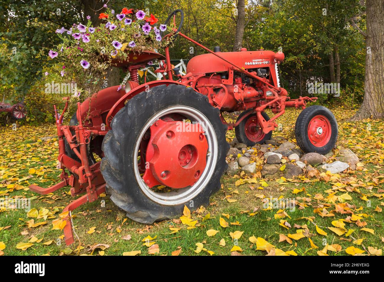 Tracteur Red McCormick Farmall Cub décoré de fleurs pétunia pourpres et rouges en automne Banque D'Images